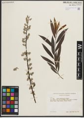 Foto von Salix petiolaris Sm.